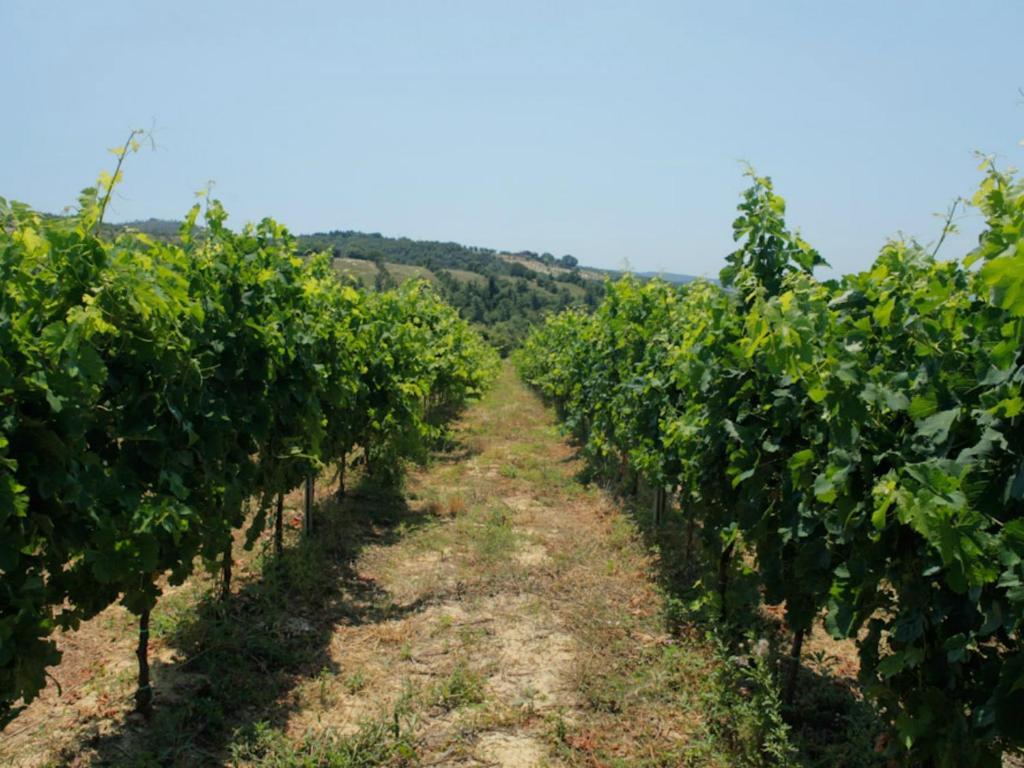 Tenuta Ponziani Wine Resort&Spa Morrano Eksteriør billede